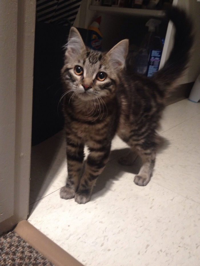 50 Of The Best &#8220;I Don&#8217;t Own A Cat&#8221; Moments That Have Ever Happened To Humans