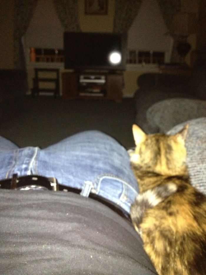 50 Of The Best &#8220;I Don&#8217;t Own A Cat&#8221; Moments That Have Ever Happened To Humans