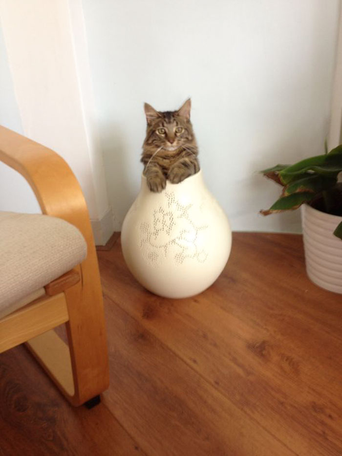 50 Of The Best &#8220;I Don&#8217;t Own A Cat&#8221; Moments That Have Ever Happened To Humans