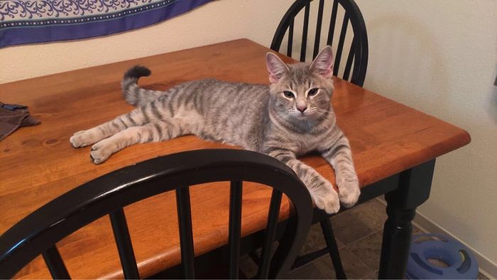 50 Of The Best &#8220;I Don&#8217;t Own A Cat&#8221; Moments That Have Ever Happened To Humans