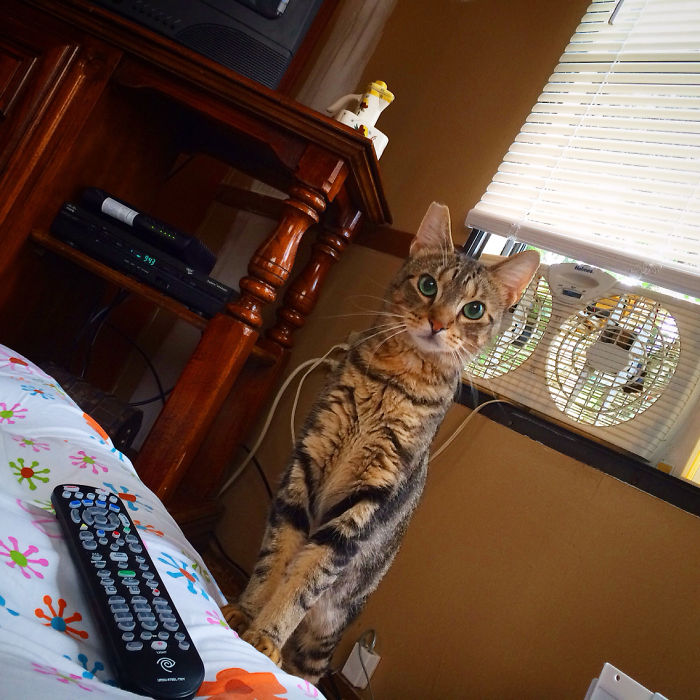 50 Of The Best “I Don’t Own A Cat” Moments That Have Ever Happened To Humans 50 Of The Best “I Don’t Own A Cat” Moments That Have Ever Happened To Humans