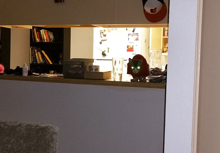 50 Of The Best &#8220;I Don&#8217;t Own A Cat&#8221; Moments That Have Ever Happened To Humans