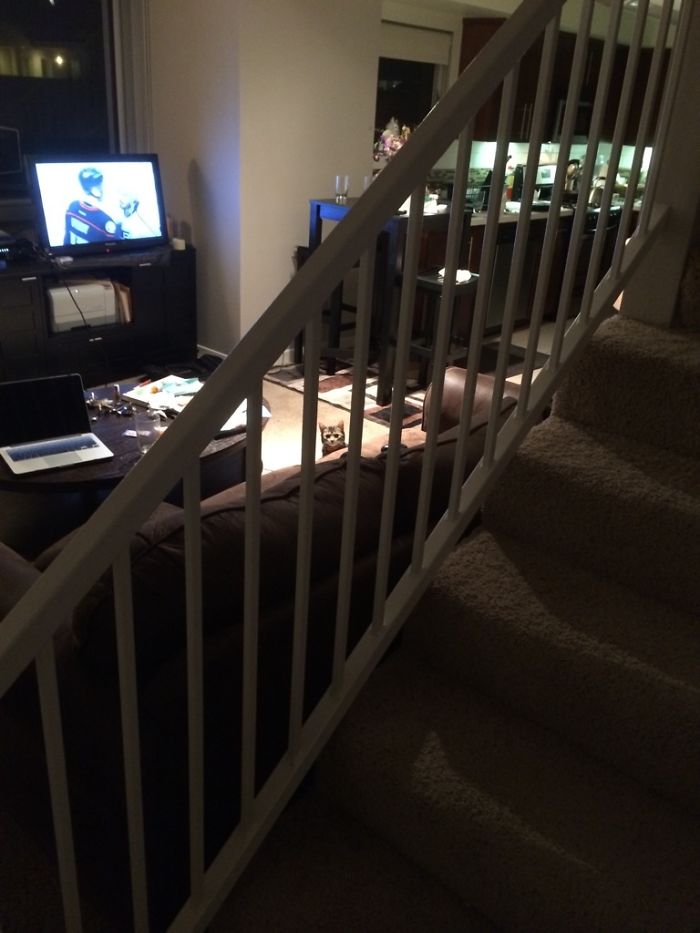 50 Of The Best &#8220;I Don&#8217;t Own A Cat&#8221; Moments That Have Ever Happened To Humans