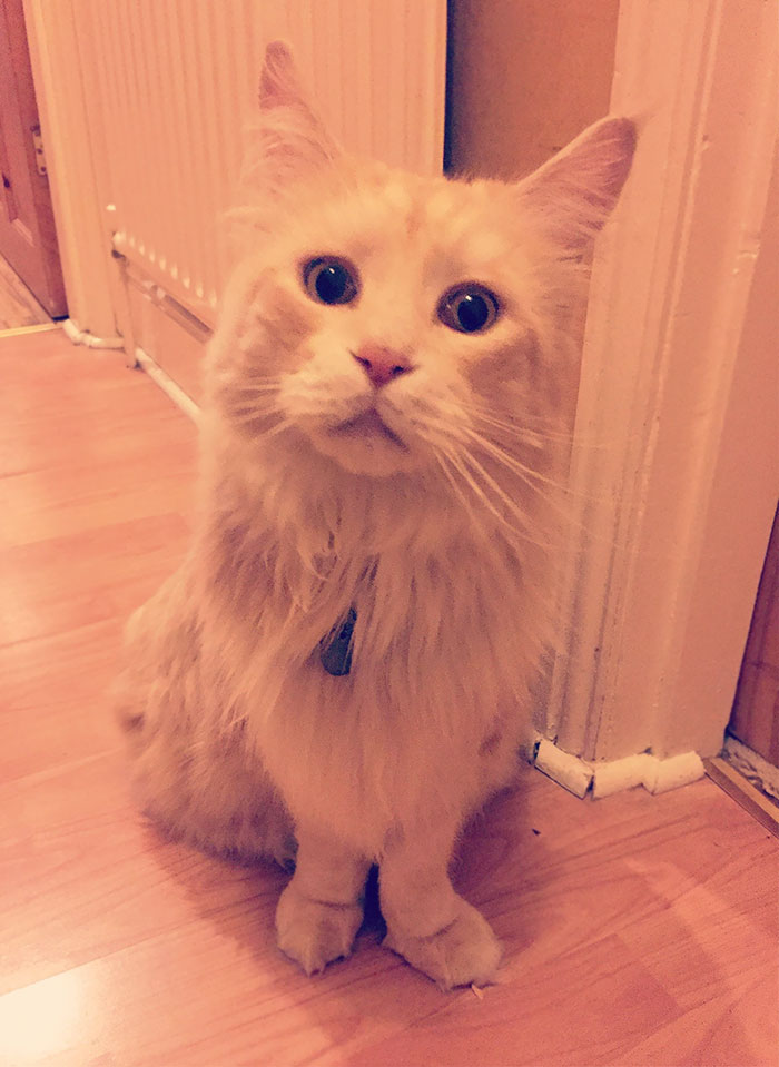 50 Of The Best “I Don’t Own A Cat” Moments That Have Ever Happened To Humans 50 Of The Best “I Don’t Own A Cat” Moments That Have Ever Happened To Humans