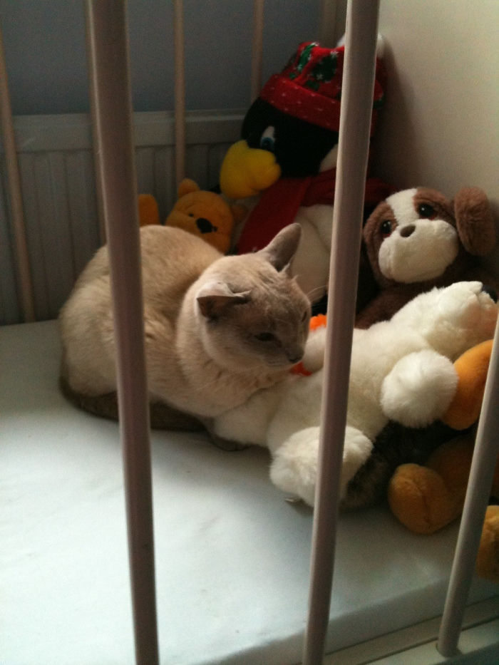 50 Of The Best &#8220;I Don&#8217;t Own A Cat&#8221; Moments That Have Ever Happened To Humans