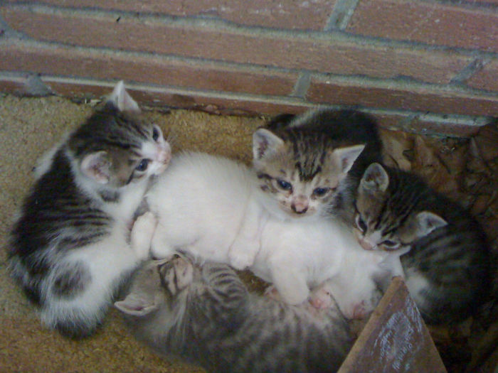 50 Of The Best &#8220;I Don&#8217;t Own A Cat&#8221; Moments That Have Ever Happened To Humans