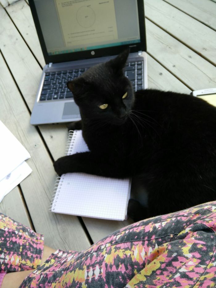 50 Of The Best “I Don’t Own A Cat” Moments That Have Ever Happened To Humans 50 Of The Best “I Don’t Own A Cat” Moments That Have Ever Happened To Humans