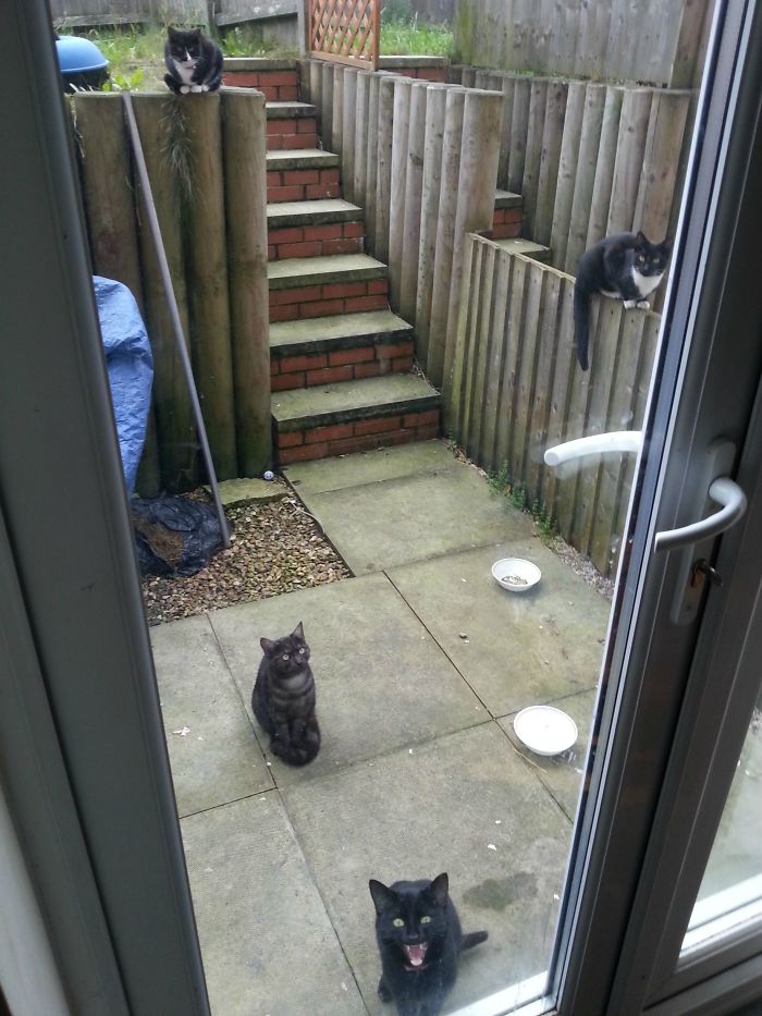 50 Of The Best &#8220;I Don&#8217;t Own A Cat&#8221; Moments That Have Ever Happened To Humans