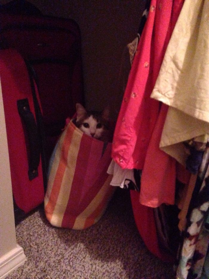 50 Of The Best &#8220;I Don&#8217;t Own A Cat&#8221; Moments That Have Ever Happened To Humans