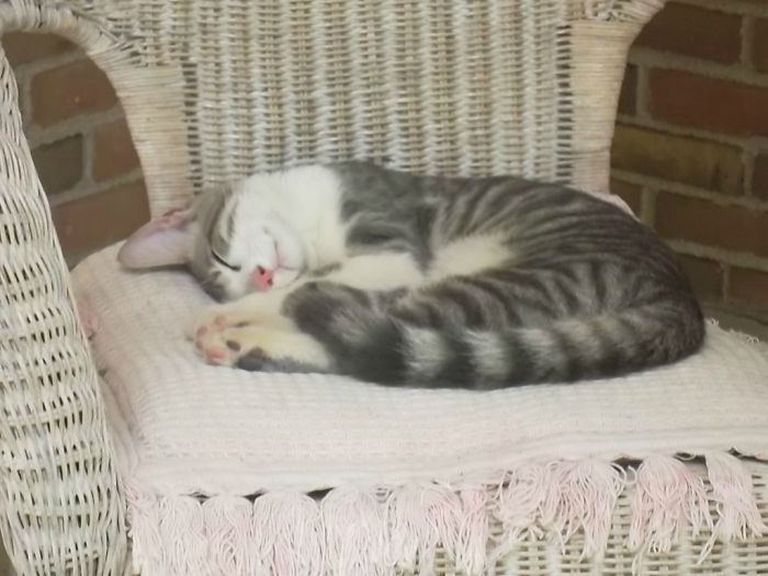 50 Of The Best &#8220;I Don&#8217;t Own A Cat&#8221; Moments That Have Ever Happened To Humans