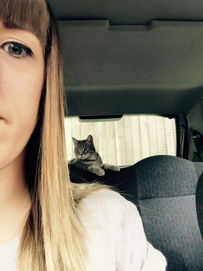 50 Of The Best “I Don’t Own A Cat” Moments That Have Ever Happened To Humans 50 Of The Best “I Don’t Own A Cat” Moments That Have Ever Happened To Humans