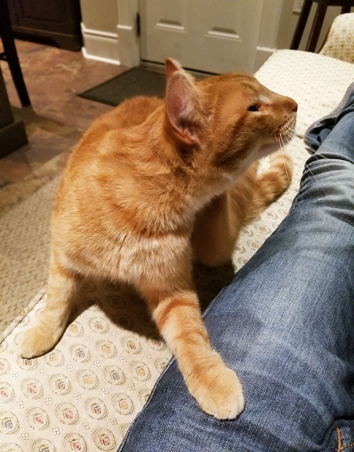 50 Of The Best “I Don’t Own A Cat” Moments That Have Ever Happened To Humans 50 Of The Best “I Don’t Own A Cat” Moments That Have Ever Happened To Humans