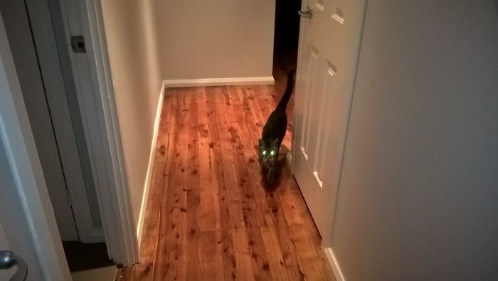 50 Of The Best “I Don’t Own A Cat” Moments That Have Ever Happened To Humans 50 Of The Best “I Don’t Own A Cat” Moments That Have Ever Happened To Humans