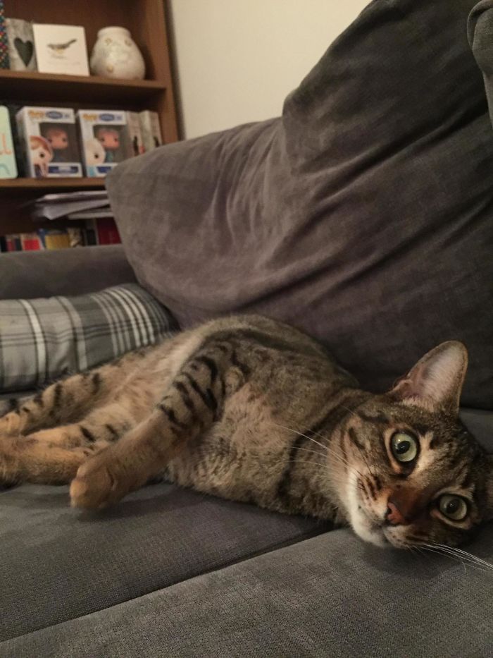 50 Of The Best &#8220;I Don&#8217;t Own A Cat&#8221; Moments That Have Ever Happened To Humans