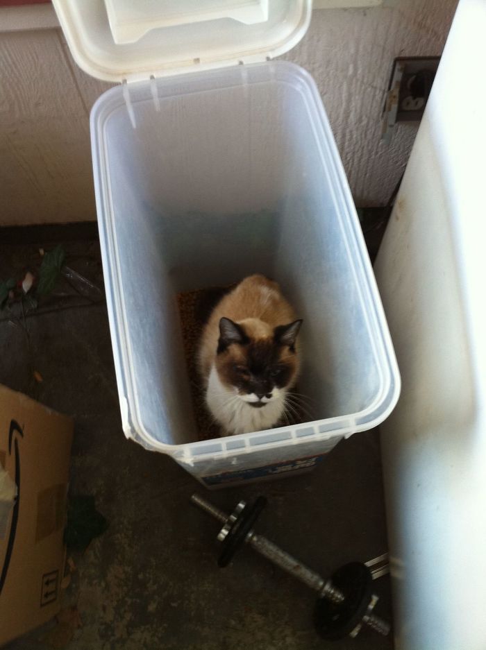 50 Of The Best &#8220;I Don&#8217;t Own A Cat&#8221; Moments That Have Ever Happened To Humans