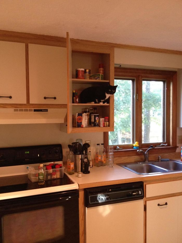 50 Of The Best &#8220;I Don&#8217;t Own A Cat&#8221; Moments That Have Ever Happened To Humans