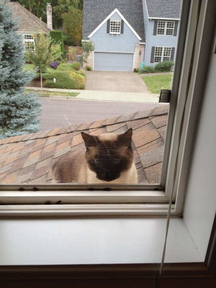 50 Of The Best “I Don’t Own A Cat” Moments That Have Ever Happened To Humans 50 Of The Best “I Don’t Own A Cat” Moments That Have Ever Happened To Humans