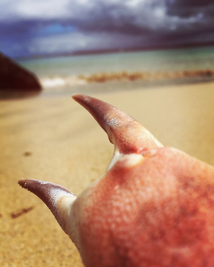 I Found A Crab Claw On The Beach… I Found A Crab Claw On The Beach…