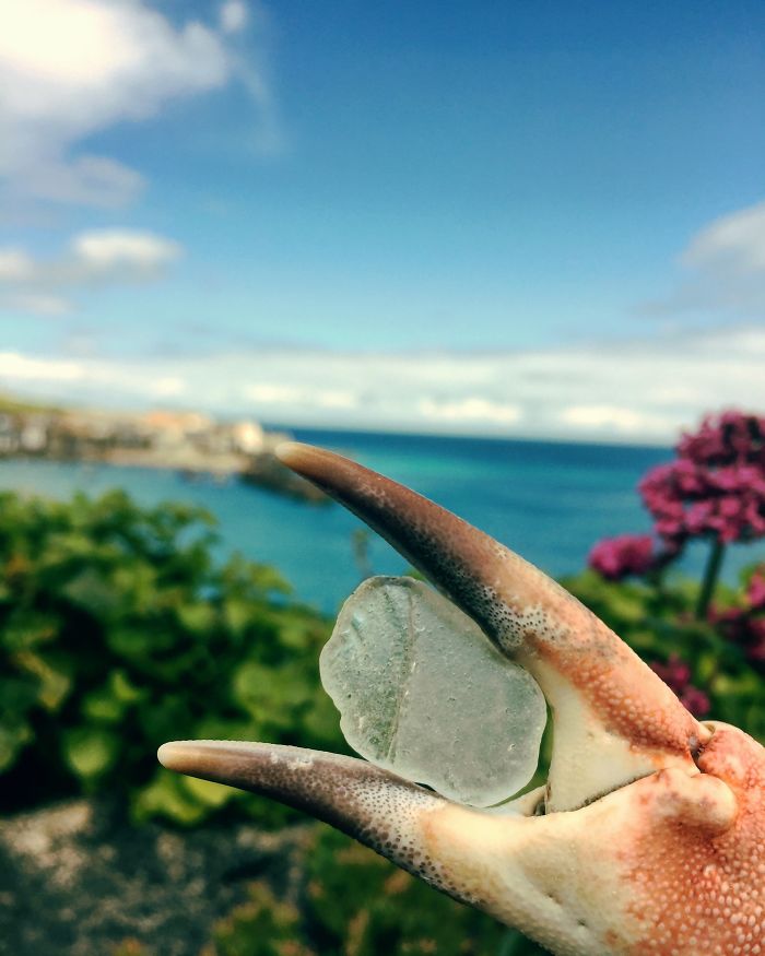 I Found A Crab Claw On The Beach… I Found A Crab Claw On The Beach…