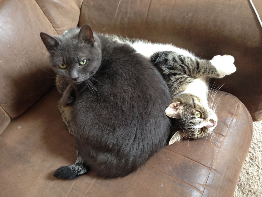 My Cat Continues To Be The Most Invasive Cat My Cat Continues To Be The Most Invasive Cat