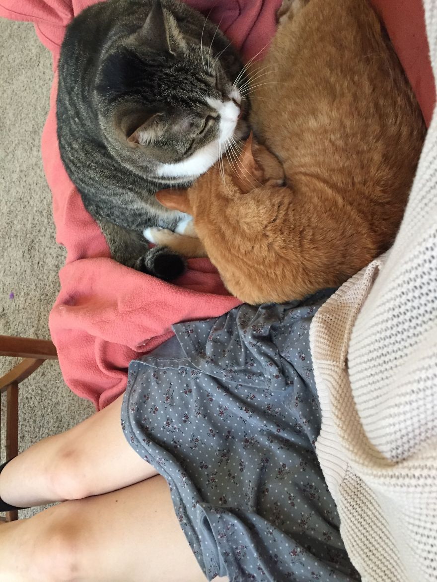 My Cat Continues To Be The Most Invasive Cat My Cat Continues To Be The Most Invasive Cat