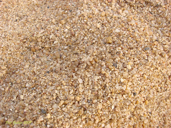 65 Unbelievable Examples of Animal Camouflage That Will Make You Look Twice 65 Unbelievable Examples of Animal Camouflage That Will Make You Look Twice