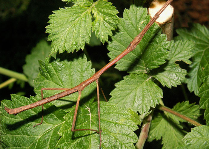 65 Unbelievable Examples of Animal Camouflage That Will Make You Look Twice 65 Unbelievable Examples of Animal Camouflage That Will Make You Look Twice