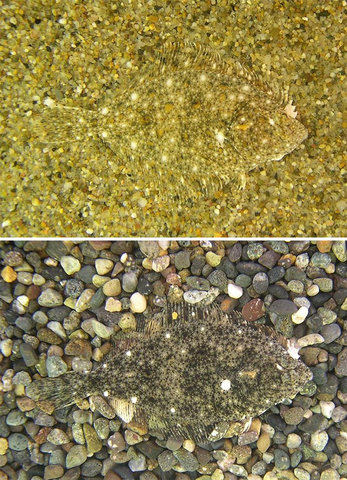 65 Unbelievable Examples of Animal Camouflage That Will Make You Look Twice 65 Unbelievable Examples of Animal Camouflage That Will Make You Look Twice