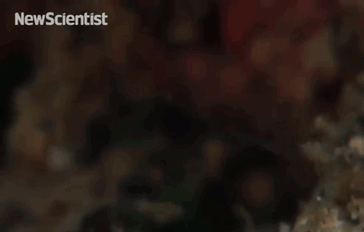 65 Unbelievable Examples of Animal Camouflage That Will Make You Look Twice 65 Unbelievable Examples of Animal Camouflage That Will Make You Look Twice