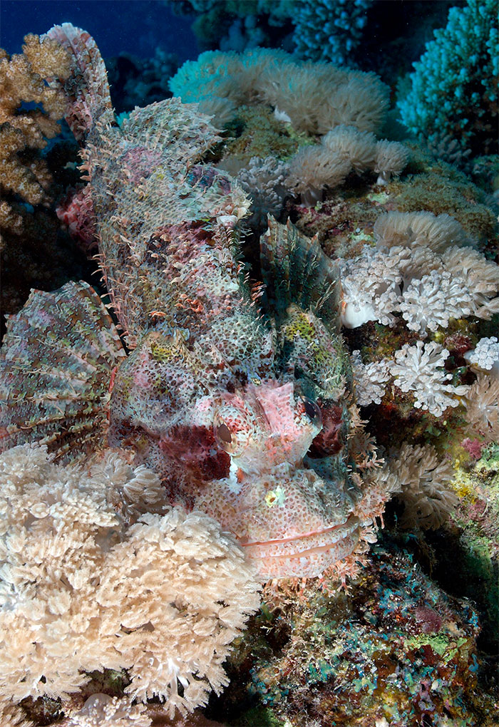 65 Unbelievable Examples of Animal Camouflage That Will Make You Look Twice 65 Unbelievable Examples of Animal Camouflage That Will Make You Look Twice