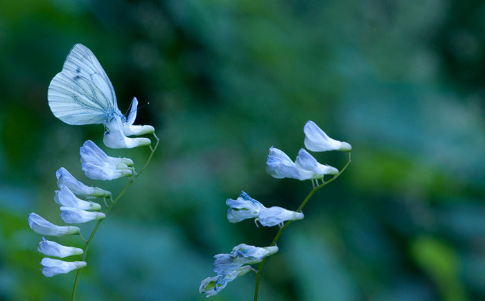 65 Unbelievable Examples of Animal Camouflage That Will Make You Look Twice 65 Unbelievable Examples of Animal Camouflage That Will Make You Look Twice