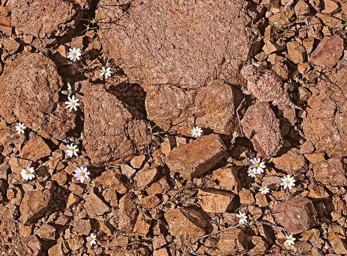 65 Unbelievable Examples of Animal Camouflage That Will Make You Look Twice 65 Unbelievable Examples of Animal Camouflage That Will Make You Look Twice