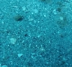 65 Unbelievable Examples of Animal Camouflage That Will Make You Look Twice 65 Unbelievable Examples of Animal Camouflage That Will Make You Look Twice