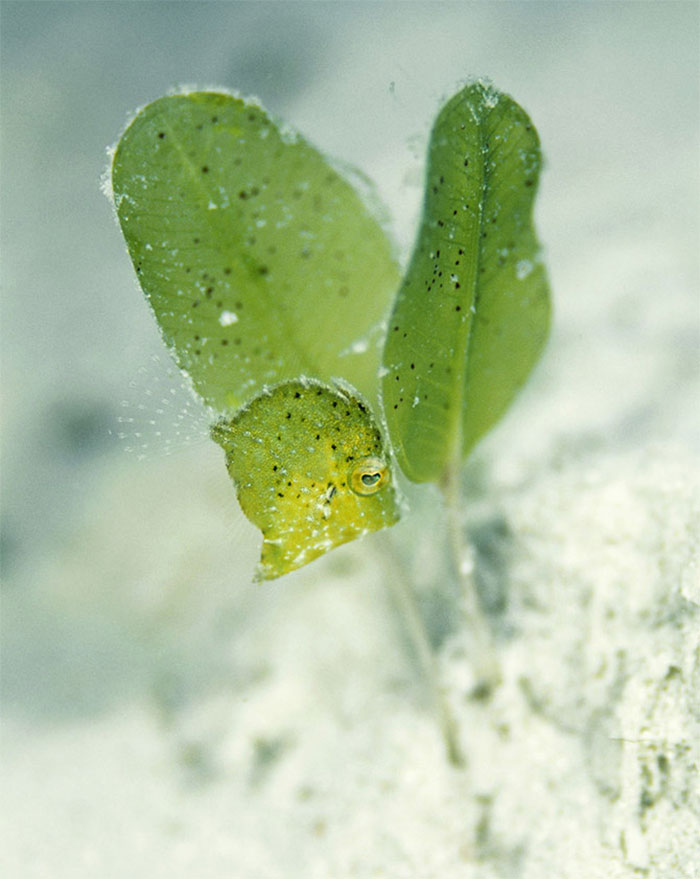 65 Unbelievable Examples of Animal Camouflage That Will Make You Look Twice 65 Unbelievable Examples of Animal Camouflage That Will Make You Look Twice