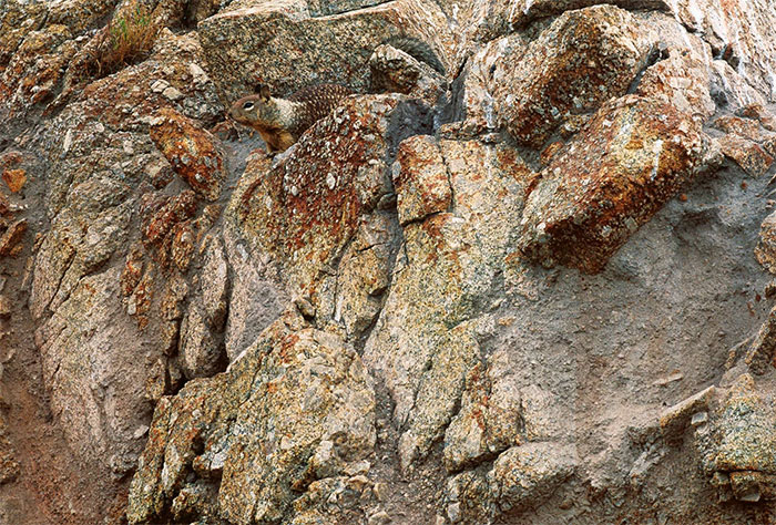 65 Unbelievable Examples of Animal Camouflage That Will Make You Look Twice 65 Unbelievable Examples of Animal Camouflage That Will Make You Look Twice