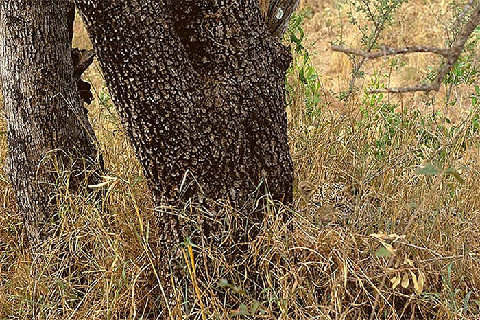 65 Unbelievable Examples of Animal Camouflage That Will Make You Look Twice 65 Unbelievable Examples of Animal Camouflage That Will Make You Look Twice