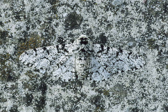 65 Unbelievable Examples of Animal Camouflage That Will Make You Look Twice 65 Unbelievable Examples of Animal Camouflage That Will Make You Look Twice