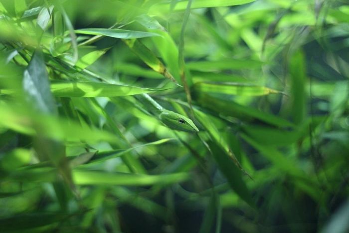 65 Unbelievable Examples of Animal Camouflage That Will Make You Look Twice 65 Unbelievable Examples of Animal Camouflage That Will Make You Look Twice