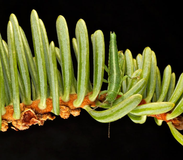 65 Unbelievable Examples of Animal Camouflage That Will Make You Look Twice 65 Unbelievable Examples of Animal Camouflage That Will Make You Look Twice