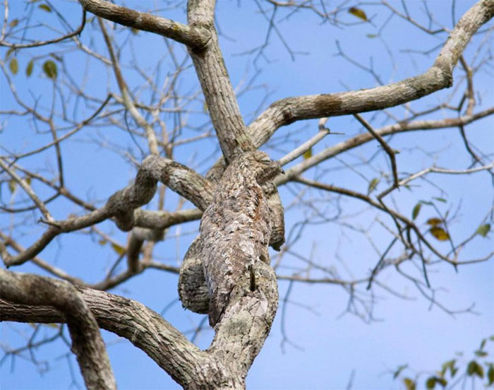 65 Unbelievable Examples of Animal Camouflage That Will Make You Look Twice 65 Unbelievable Examples of Animal Camouflage That Will Make You Look Twice