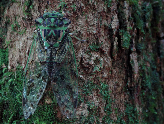 65 Unbelievable Examples of Animal Camouflage That Will Make You Look Twice 65 Unbelievable Examples of Animal Camouflage That Will Make You Look Twice