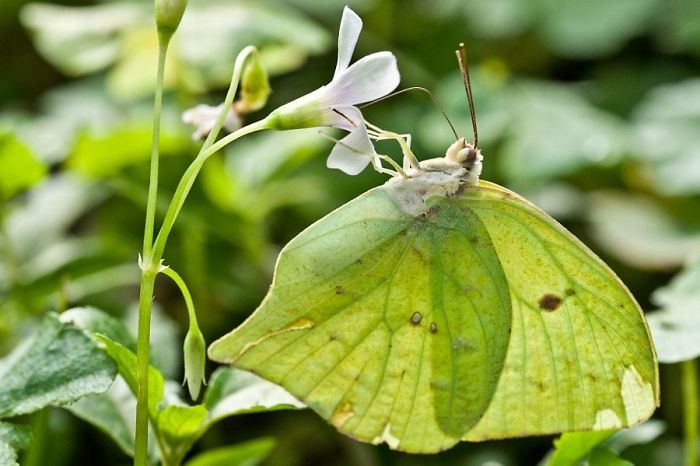 65 Unbelievable Examples of Animal Camouflage That Will Make You Look Twice 65 Unbelievable Examples of Animal Camouflage That Will Make You Look Twice