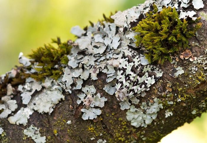 65 Unbelievable Examples of Animal Camouflage That Will Make You Look Twice 65 Unbelievable Examples of Animal Camouflage That Will Make You Look Twice