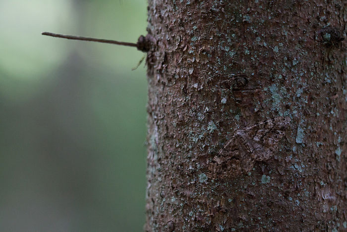 65 Unbelievable Examples of Animal Camouflage That Will Make You Look Twice 65 Unbelievable Examples of Animal Camouflage That Will Make You Look Twice