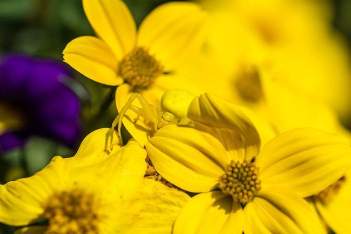 65 Unbelievable Examples of Animal Camouflage That Will Make You Look Twice 65 Unbelievable Examples of Animal Camouflage That Will Make You Look Twice