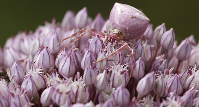 65 Unbelievable Examples of Animal Camouflage That Will Make You Look Twice 65 Unbelievable Examples of Animal Camouflage That Will Make You Look Twice