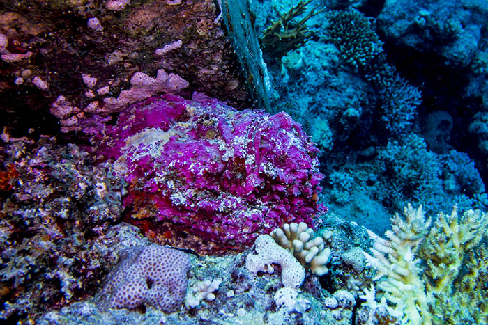 65 Unbelievable Examples of Animal Camouflage That Will Make You Look Twice 65 Unbelievable Examples of Animal Camouflage That Will Make You Look Twice