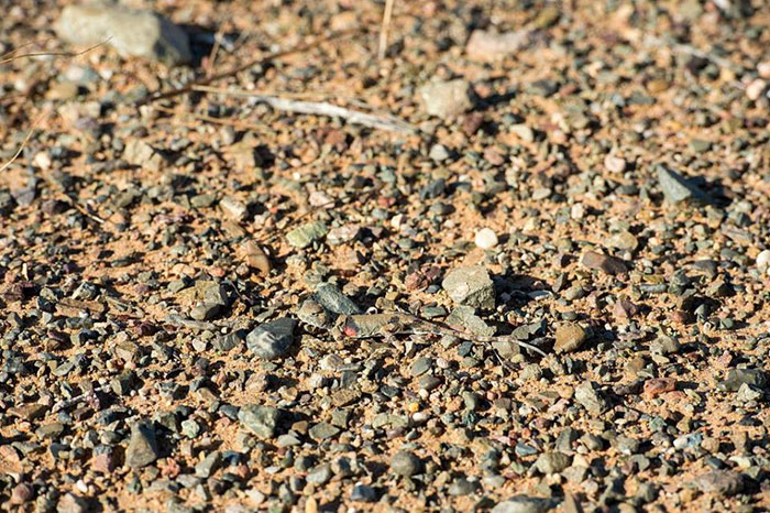 65 Unbelievable Examples of Animal Camouflage That Will Make You Look Twice 65 Unbelievable Examples of Animal Camouflage That Will Make You Look Twice