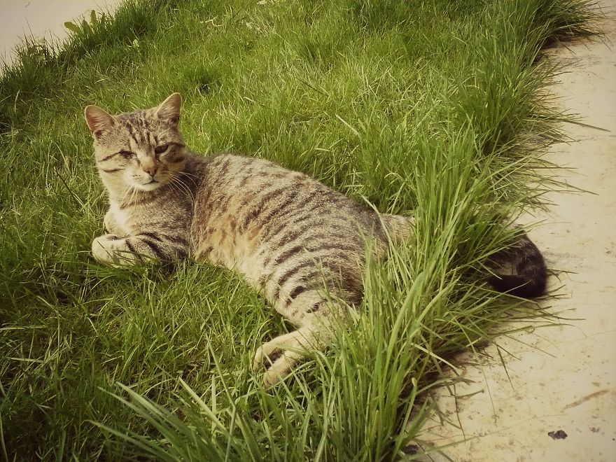 I Photograph Cats Captivated By Their Beauty And Uniqueness