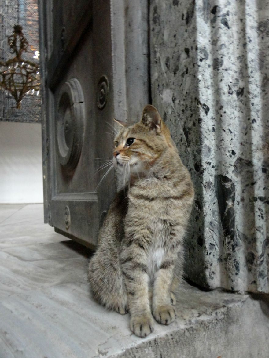 I Photograph Cats Captivated By Their Beauty And Uniqueness